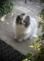 Darla , a female Pomeranian for sale in Hesperia, CA – Photo 3 of 10