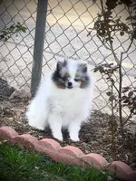 Darla , a female Pomeranian for sale in Hesperia, CA – Photo 9 of 10