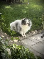 Darla , a female Pomeranian for sale in Hesperia, CA – Photo 5 of 10