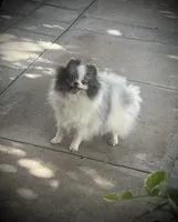 Darla , a female Pomeranian for sale in Hesperia, CA – Photo 2 of 10