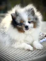 Darla , a female Pomeranian for sale in Hesperia, CA – Photo 7 of 10