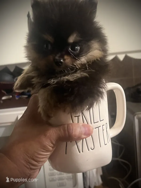 Mili – Pomeranian puppy for sale in Hesperia, CA