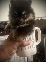 Mili, a female Pomeranian for sale in Hesperia, CA – 2 of 5