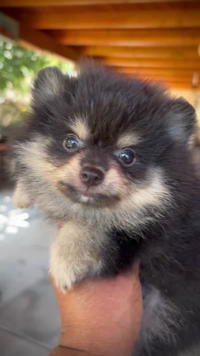 Rey, a male Pomeranian for sale in Hesperia, CA – 2 of 2