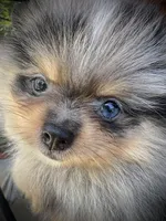 Stella, a female Pomeranian for sale in Hesperia, CA – 2 of 5
