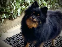 Tiffany/Hero, a female Pomeranian for sale in Hesperia, CA – 1 of 6