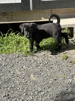 Blue, a male Belgian Malinois and Goldendoodle for sale in Saint Croix Falls, WI – 3 of 6