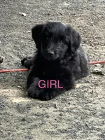 White, a female Belgian Malinois and Goldendoodle for sale in Saint Croix Falls, WI – 3 of 5