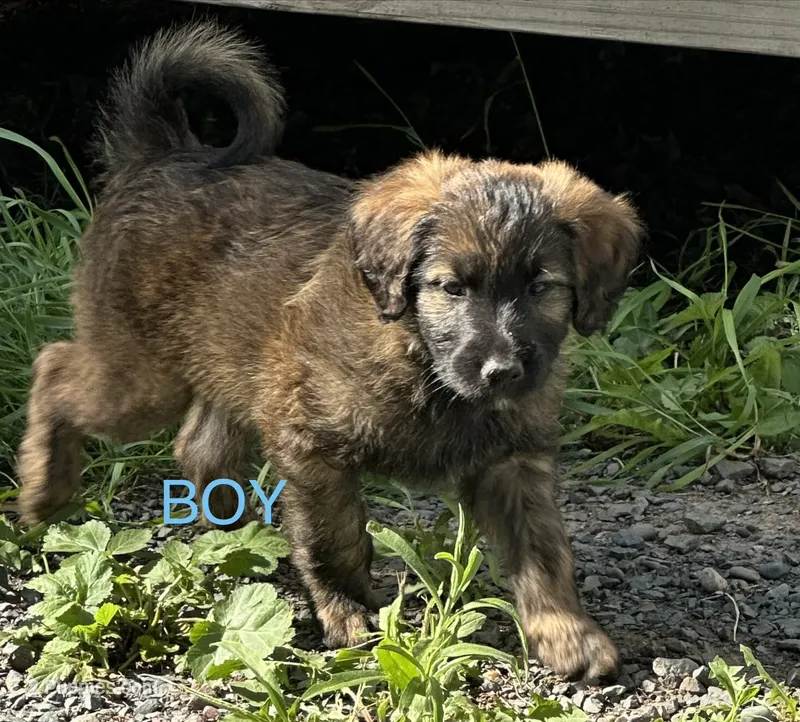 Brown – Belgian Malinois, Goldendoodle puppy for sale in Saint Croix Falls, WI