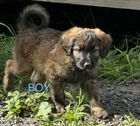 Brown, a male Belgian Malinois and Goldendoodle for sale in Saint Croix Falls, WI – 1 of 5