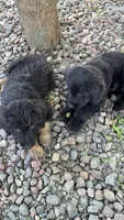 White, a female Belgian Malinois and Goldendoodle for sale in Saint Croix Falls, WI – 2 of 5