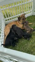 Brown, a male Belgian Malinois and Goldendoodle for sale in Saint Croix Falls, WI – 4 of 5