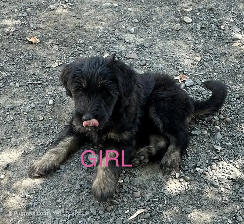 Pink – Belgian Malinois, Goldendoodle puppy for sale in Saint Croix Falls, WI