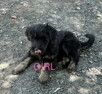 Pink, a female Belgian Malinois and Goldendoodle for sale in Saint Croix Falls, WI – 1 of 7