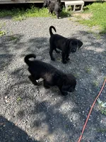 Blue, a male Belgian Malinois and Goldendoodle for sale in Saint Croix Falls, WI – 4 of 6