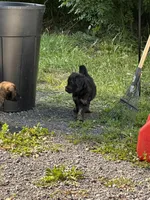 Pink, a female Belgian Malinois and Goldendoodle for sale in Saint Croix Falls, WI – 4 of 7