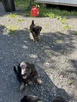 Brown, a male Belgian Malinois and Goldendoodle for sale in Saint Croix Falls, WI – 3 of 5