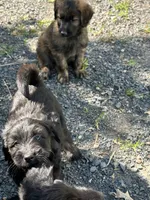 Brown, a male Belgian Malinois and Goldendoodle for sale in Saint Croix Falls, WI – 2 of 5