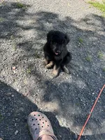 Pink, a female Belgian Malinois and Goldendoodle for sale in Saint Croix Falls, WI – 5 of 7