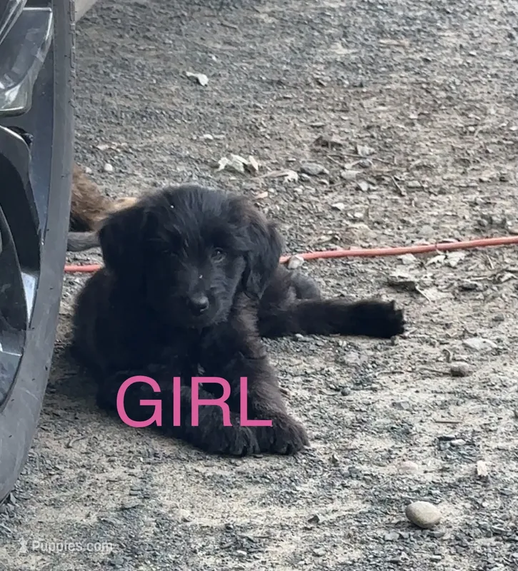 White – Belgian Malinois, Goldendoodle puppy for sale in Saint Croix Falls, WI