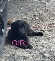 White, a female Belgian Malinois and Goldendoodle for sale in Saint Croix Falls, WI – 1 of 5