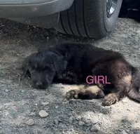 Pink, a female Belgian Malinois and Goldendoodle for sale in Saint Croix Falls, WI – 3 of 7