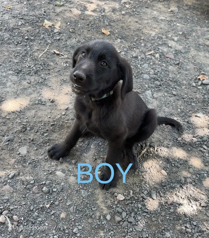 Blue – Belgian Malinois, Goldendoodle puppy for sale in Saint Croix Falls, WI