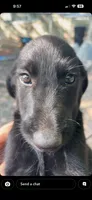 Blue, a male Belgian Malinois and Goldendoodle for sale in Saint Croix Falls, WI – 2 of 6