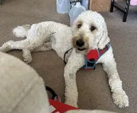 Brown, a male Belgian Malinois and Goldendoodle for sale in Saint Croix Falls, WI – 5 of 5