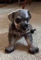 Danny, a male Miniature Schnauzer for sale in Highland, KS – 3 of 8