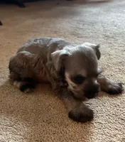 Danny, a male Miniature Schnauzer for sale in Highland, KS – 5 of 8