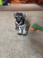 Danny, a male Miniature Schnauzer for sale in Highland, KS – 8 of 8