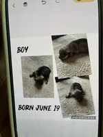 Danny, a male Miniature Schnauzer for sale in Highland, KS – 2 of 2