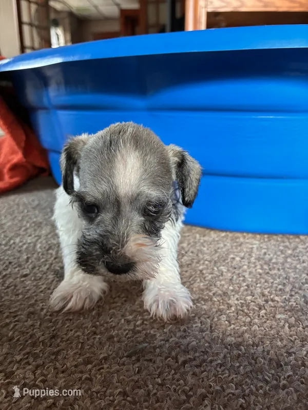Peeta – Miniature Schnauzer puppy for sale in Highland, KS