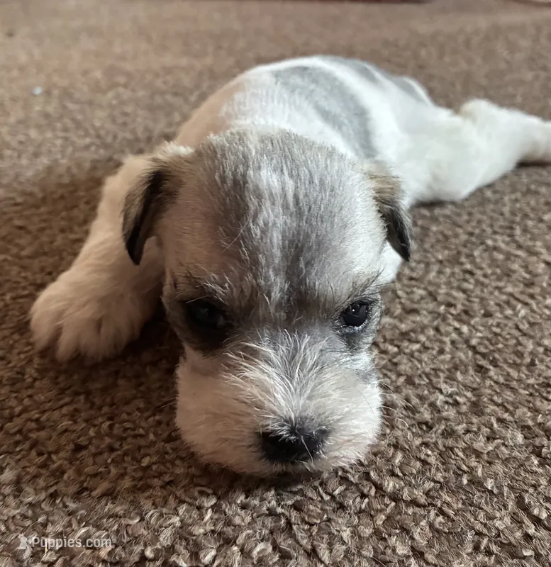 Bernice  – Miniature Schnauzer puppy for sale in Highland, KS