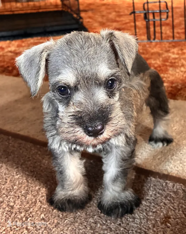 Danny – Miniature Schnauzer puppy for sale in Highland, KS
