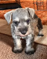 Danny, a male Miniature Schnauzer for sale in Highland, KS – 2 of 8