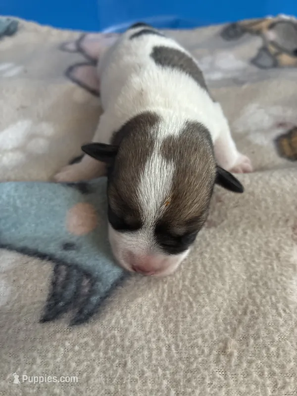 Bernice  – Miniature Schnauzer puppy for sale in Highland, KS