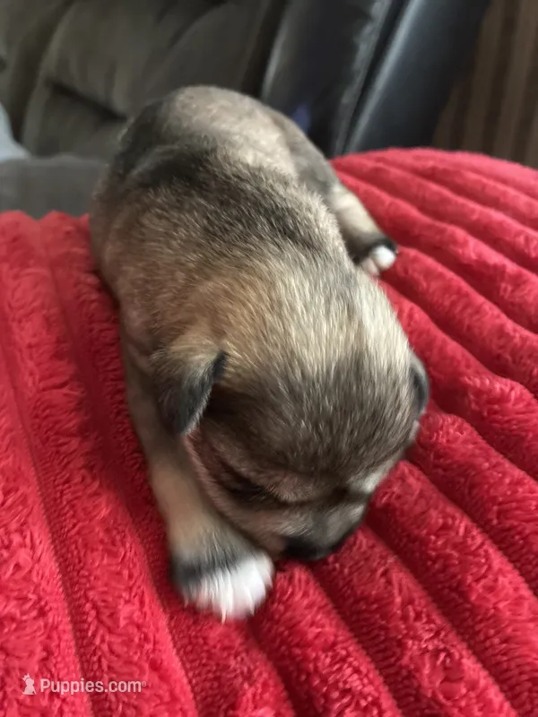 Dalilah – Miniature Schnauzer puppy for sale in Highland, KS