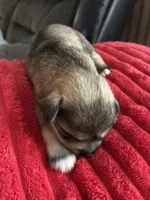 Dalilah, a female Miniature Schnauzer for sale in Highland, KS – 1 of 2