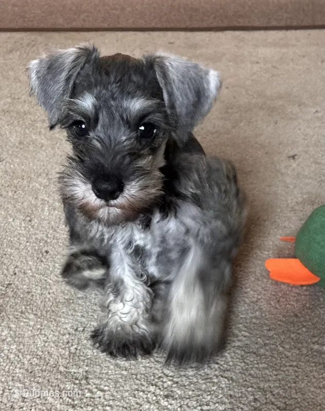 Danny – Miniature Schnauzer puppy for sale in Highland, KS