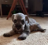 Danny, a male Miniature Schnauzer for sale in Highland, KS – 4 of 8