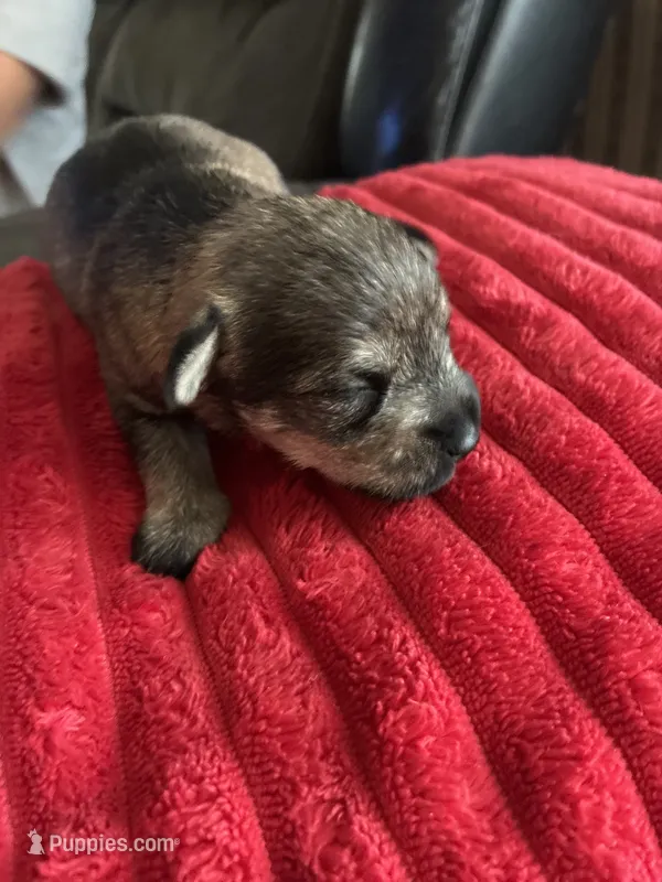 Danny – Miniature Schnauzer puppy for sale in Highland, KS