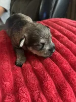 Danny, a male Miniature Schnauzer for sale in Highland, KS – 1 of 2