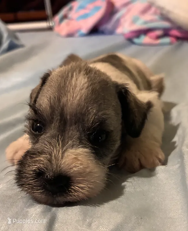 Peeta – Miniature Schnauzer puppy for sale in Highland, KS