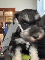 Daisy, a female Miniature Schnauzer for sale in Highland, KS – Photo 2 of 3