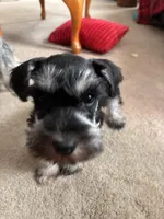 Daisy, a female Miniature Schnauzer for sale in Highland, KS – Photo 4 of 5
