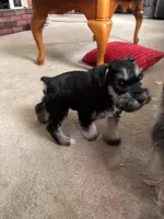 Daisy, a female Miniature Schnauzer for sale in Highland, KS – Photo 5 of 5