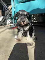 Daisy, a female Miniature Schnauzer for sale in Highland, KS – Photo 3 of 3