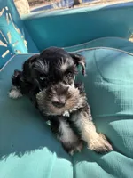 Daisy, a female Miniature Schnauzer for sale in Highland, KS – Photo 1 of 3